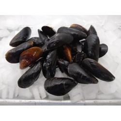 Fresh PEI mussels (2LB) Fresh PEI mussels (2LB)