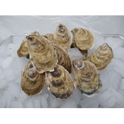 fresh Beausoleil oysters in the shell fresh Beausoleil oysters in the shell