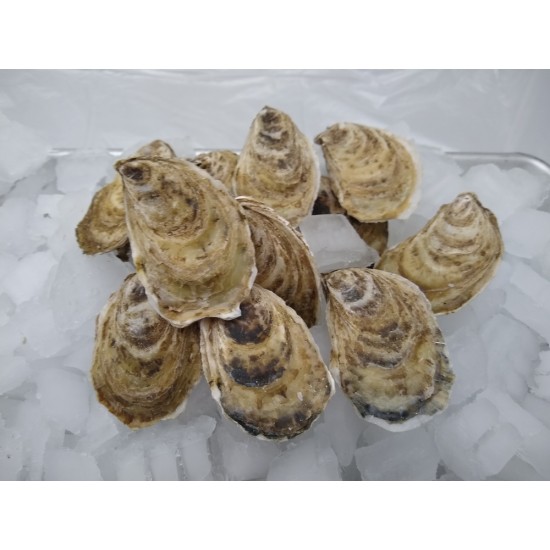 fresh Beausoleil oysters in the shell fresh Beausoleil oysters in the shell